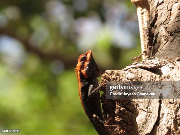 Calotes Rouxii 188 Calotes Stock Photos, High-Res Pictures, and Images - Getty Images