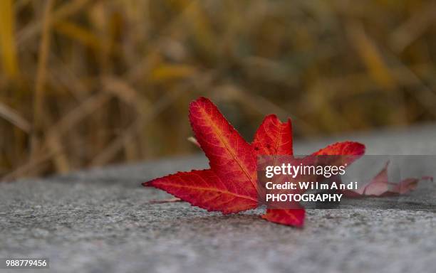 rotes herbstlaub - herbstlaub stock pictures, royalty-free photos & images