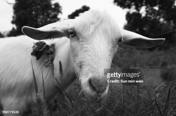black and white goat - sun min stock pictures, royalty-free photos & images