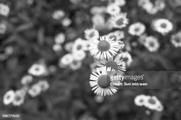 black and white flower - sun min stock pictures, royalty-free photos & images