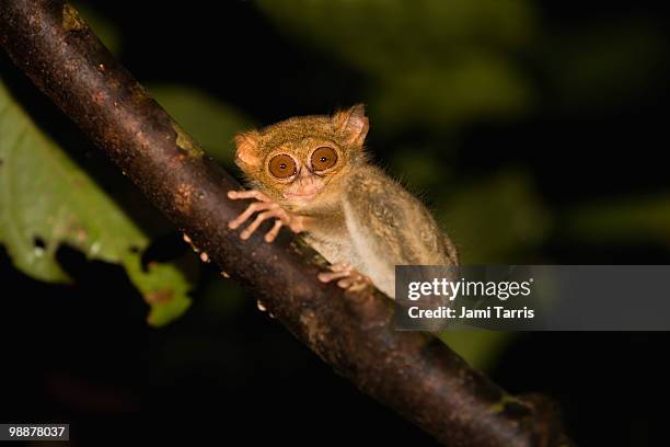 a nocturnal tarsier with large eyes - tarsier imagens e fotografias de stock