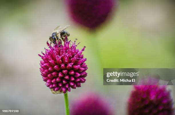 biene botanischer garten berlin - botanischer garten berlin stock-fotos und bilder