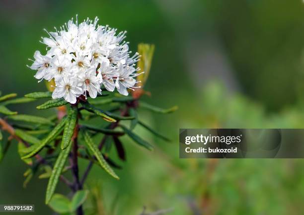 ledum palustre - ledum palustre stockfoto's en -beelden