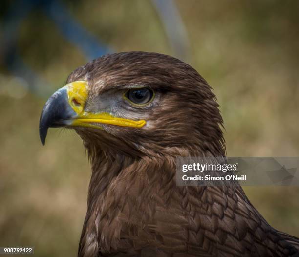 steppe eagle - simon o stock pictures, royalty-free photos & images