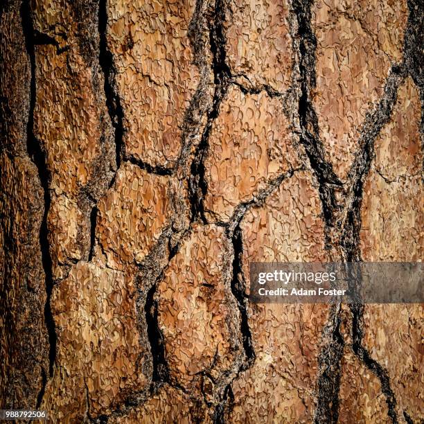 giant sequoia tree bark - sequoia stock pictures, royalty-free photos & images