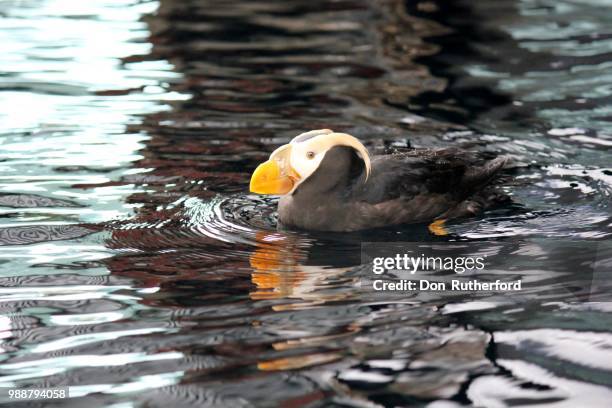 i think i can fly, yes i can! - tufted puffin stock pictures, royalty-free photos & images