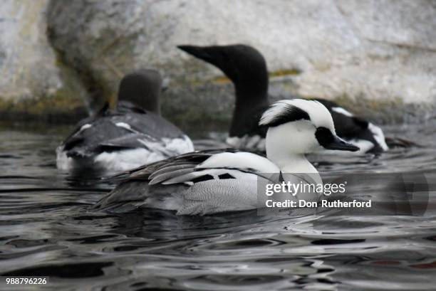 its not a black or white thing - common merganser bildbanksfoton och bilder