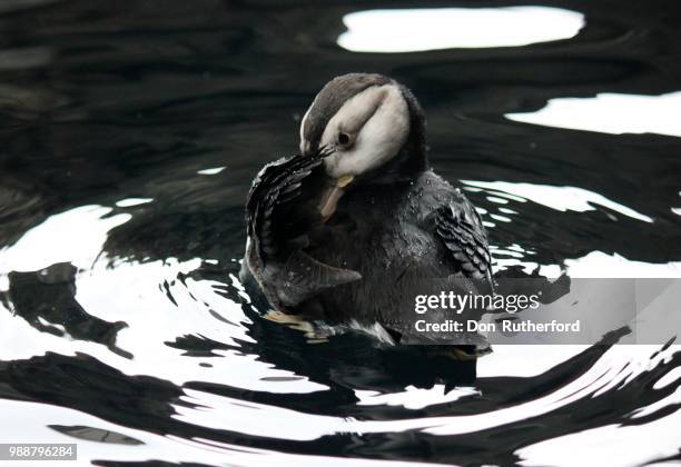 1,238 Don Rutherford Stock Photos, High-Res Pictures, and Images ...