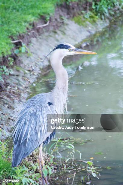 heron on the avon river - river avon stock pictures, royalty-free photos & images