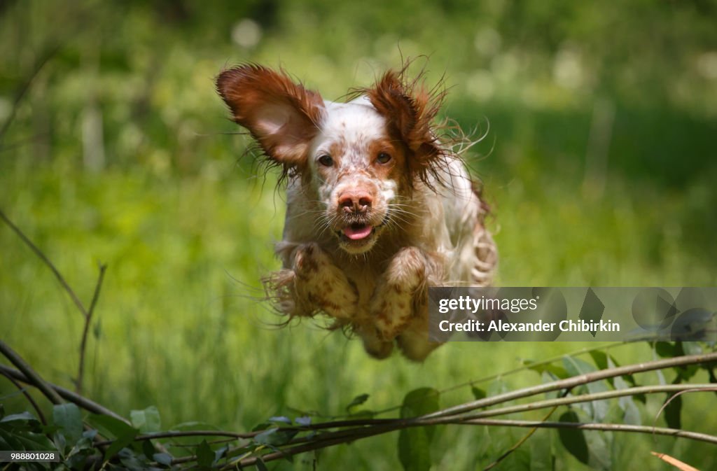 The flying dog