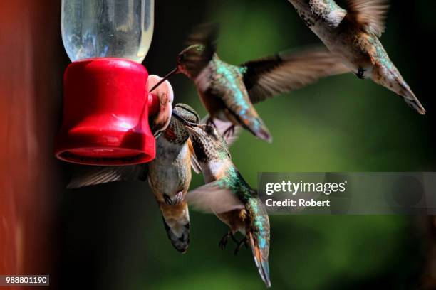 feeding frenzy - campylopterus hemileucurus imagens e fotografias de stock