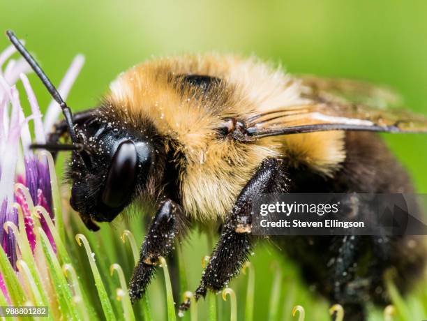 Insects Profile 321 Profile Insect Stock Photos, High-Res Pictures, and Images - Getty ...