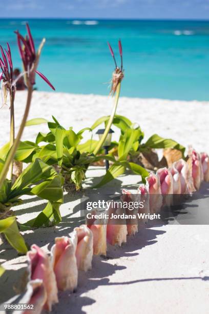 bvi foodie - jordania stock pictures, royalty-free photos & images