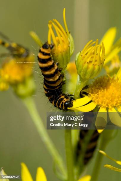 cinnabar moth caterpillar, tyria jacobaeae on ragwort - cinnabar stock pictures, royalty-free photos & images