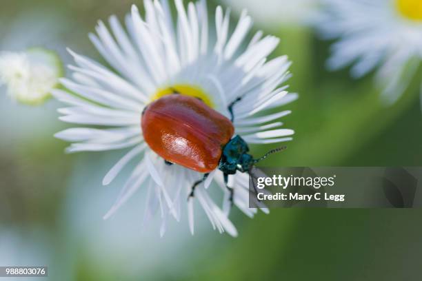 poplar leaf beetle, chrysomela populi on fleabane - leaf beetle stock pictures, royalty-free photos & images