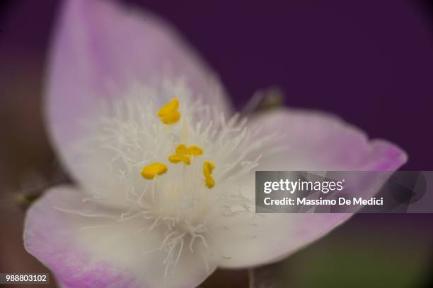 tradescantia - medici stock pictures, royalty-free photos & images