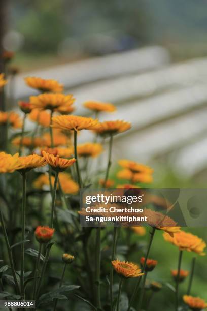 nature flower in thailand - technicolor sa stock pictures, royalty-free photos & images