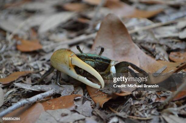 fiddler crab - wenkkrab stockfoto's en -beelden