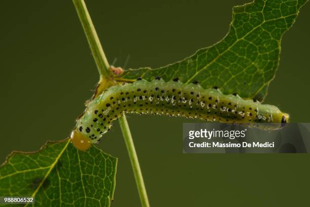 arge rosae, larva - medici stock pictures, royalty-free photos & images