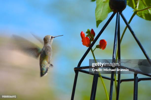 humming bird and bean flowers - humming stock pictures, royalty-free photos & images