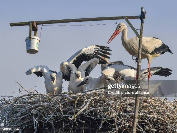 June 2018, Falkenhagen, Germany: With a home-made construction, a white-stork family is fed with five-fold offspring. On the farm of the family Arndt...