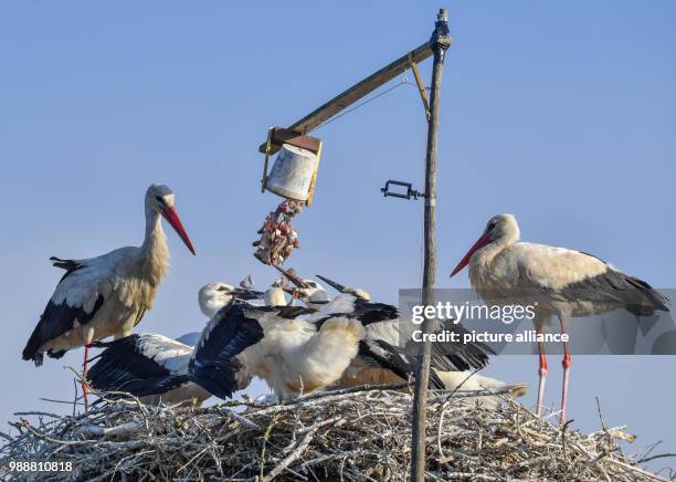 June 2018, Falkenhagen, Germany: With a home-made construction, a white-stork family is fed with five-fold offspring. On the farm of the family Arndt...