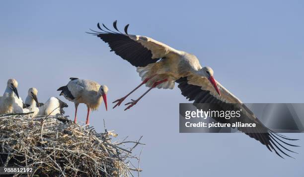 June 2018, Falkenhagen, Germany: A white stork flies from its nest, which is in the yard of the family Arndt. On the farm of the family Arndt in...