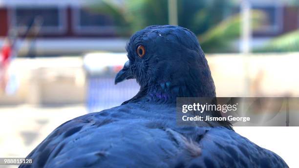 pigeon - bateleur eagle 個照片及圖片檔