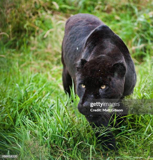 black jaguar panthera onca prowling thorugh long grass - prowling stock pictures, royalty-free photos & images