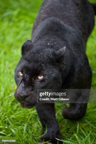 black leopard panthera pardus prowling through long grass - black bum 個照片及圖片檔