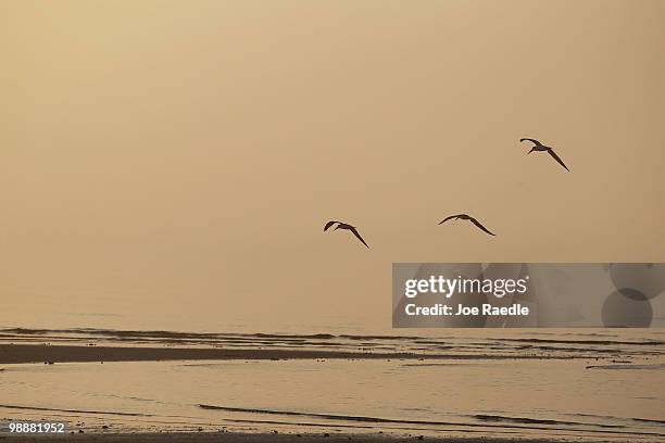 Birds fly through a morning fog as concern continues that the massive oil spill in the Gulf of Mexico may harm the fish in its path on May 6, 2010 in...