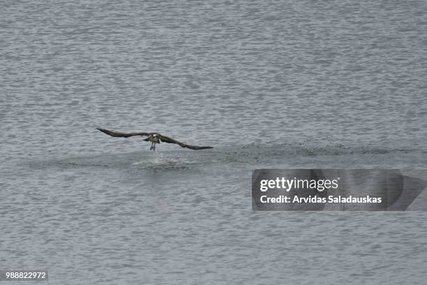 der fischadler am steinhude meer. - fischadler fotografías e imágenes de stock