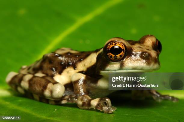 unknown treefrog - environmental harm stock pictures, royalty-free photos & images