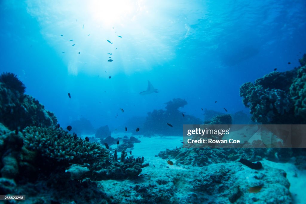 Manta Rays at Lady Elliot Island