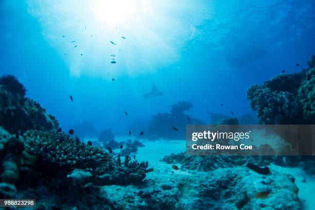 manta rays at lady elliot island - onderzee stockfoto's en -beelden