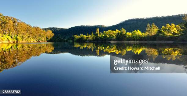 wattle on the upper shoalhaven - shoalhaven stock pictures, royalty-free photos & images