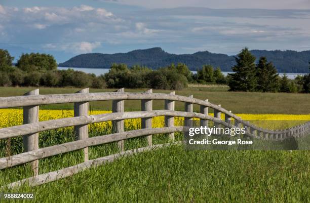 Yellow field of blooming rapeseed is viewed on June 19 near Kalispell, Montana. Home to Glacier National Park, Flathead Lake, and dozens of popular...