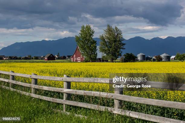 Yellow field of blooming rapeseed is viewed on June 19 near Kalispell, Montana. Home to Glacier National Park, Flathead Lake, and dozens of popular...