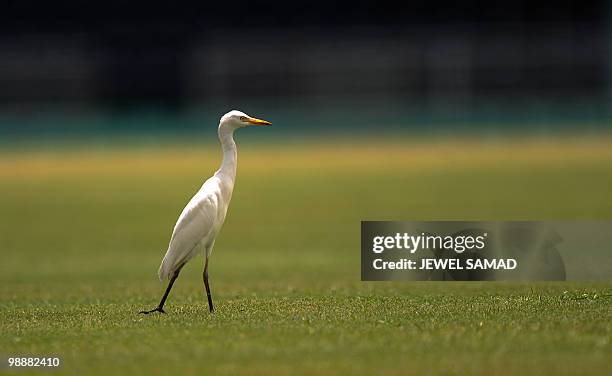 White heron roams on the ground before the start of the first Test match between West Indies and Bangladesh at the Arnos Vale Ground in Kingstown,...