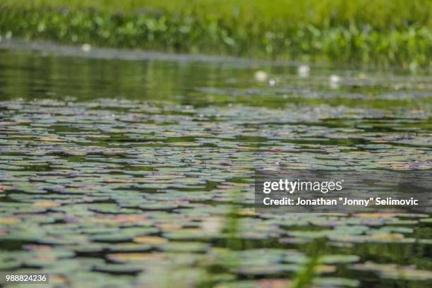 lilypads from whitefish lake 2 - whitefish lake stock pictures, royalty-free photos & images