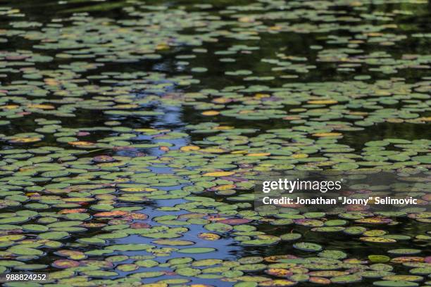 lilypads from whitefish lake 1 - whitefish lake stock pictures, royalty-free photos & images