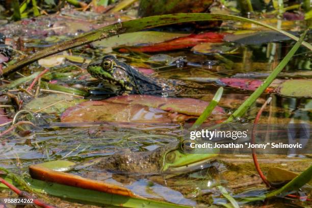 frogs from whitefish lake 3 - whitefish lake stock pictures, royalty-free photos & images