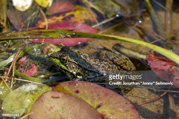 frogs from whitefish lake 5 - whitefish lake stockfoto's en -beelden