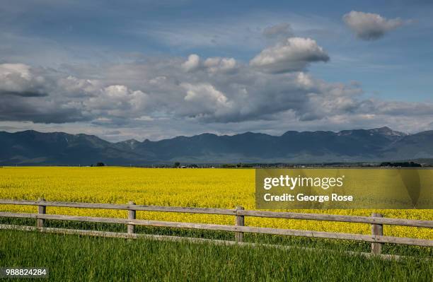 Yellow field of blooming rapeseed is viewed on June 19 near Kalispell, Montana. Home to Glacier National Park, Flathead Lake, and dozens of popular...