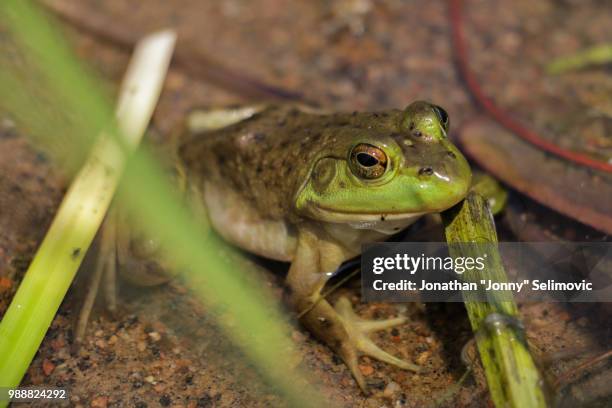 frogs from whitefish lake 6 - whitefish lake stockfoto's en -beelden