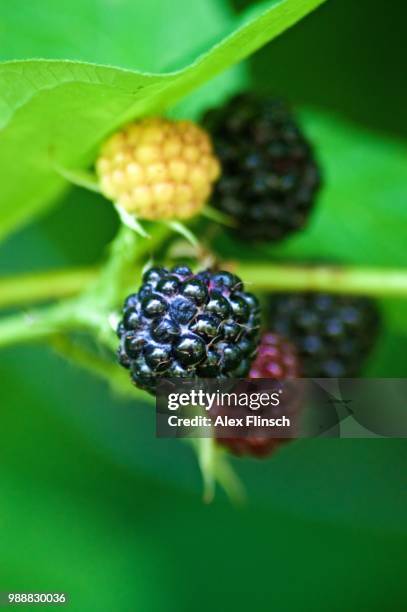 wildberries - wildberries stockfoto's en -beelden