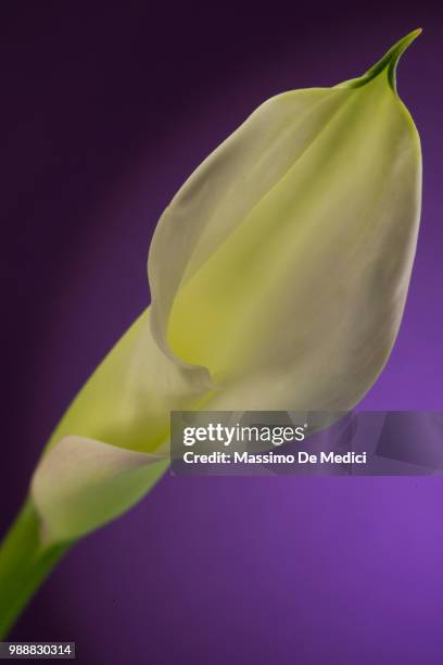 calla - medici stock pictures, royalty-free photos & images