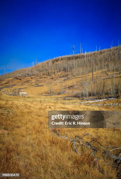 hillside forest fire remains, north rim - rim fire foto e immagini stock