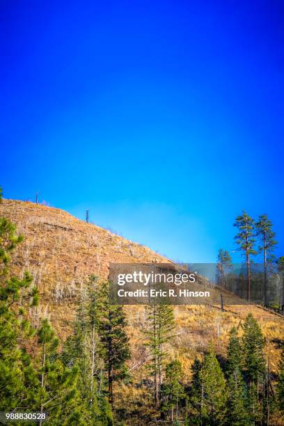 hillside forest fire remains, north rim - rim fire foto e immagini stock