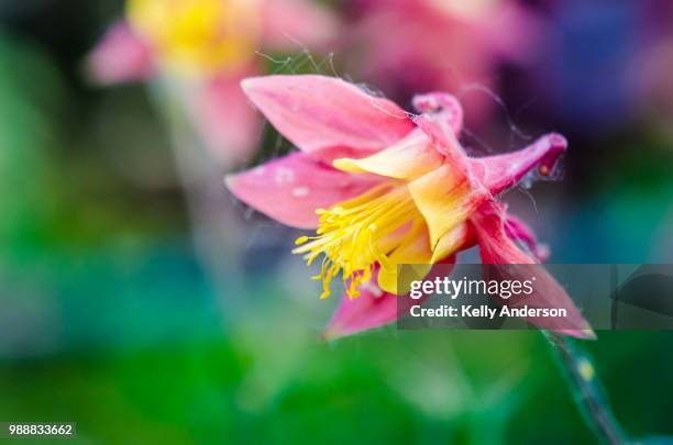 columbine in the time of cottonwood - cottonwood imagens e fotografias de stock